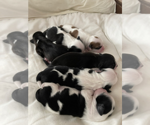Lhasa Apso Puppy for sale in ABINGTON, MA, USA