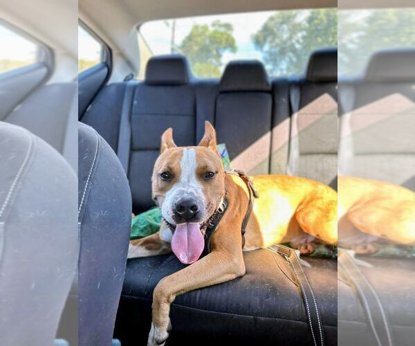 Medium Photo #4 Mutt Puppy For Sale in columbia, SC, USA