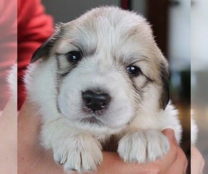 Medium Great Pyrenees