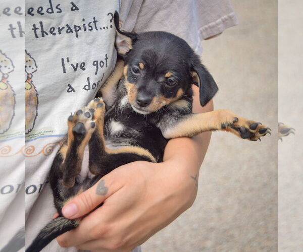 Medium Photo #4 Chipin Puppy For Sale in Huntley, IL, USA