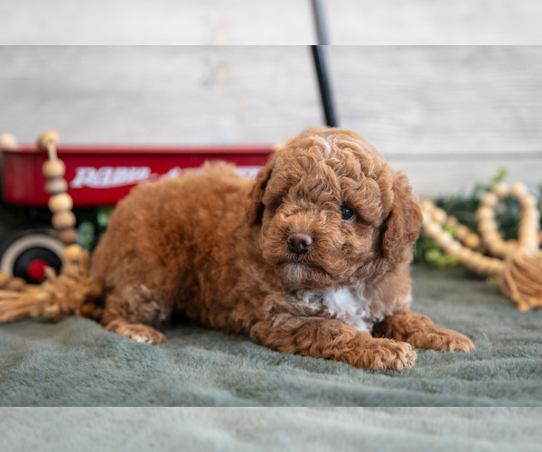 Medium Photo #3 Goldendoodle (Miniature) Puppy For Sale in MIDDLEBURY, IN, USA