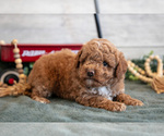 Small #2 Goldendoodle (Miniature)