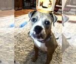 Small #1 Boxer Mix