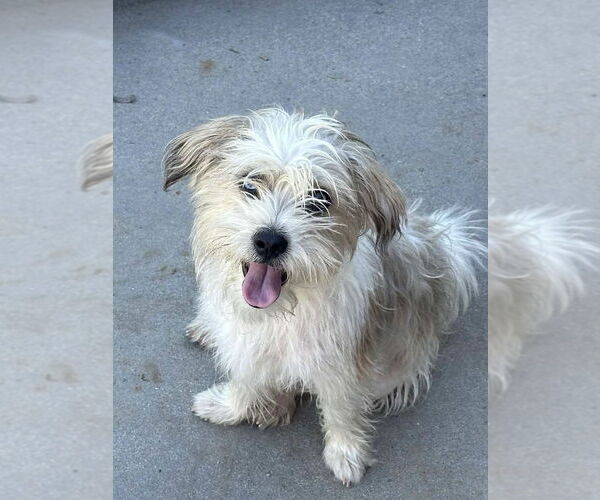 Medium Photo #1 Mutt Puppy For Sale in Banning, CA, USA