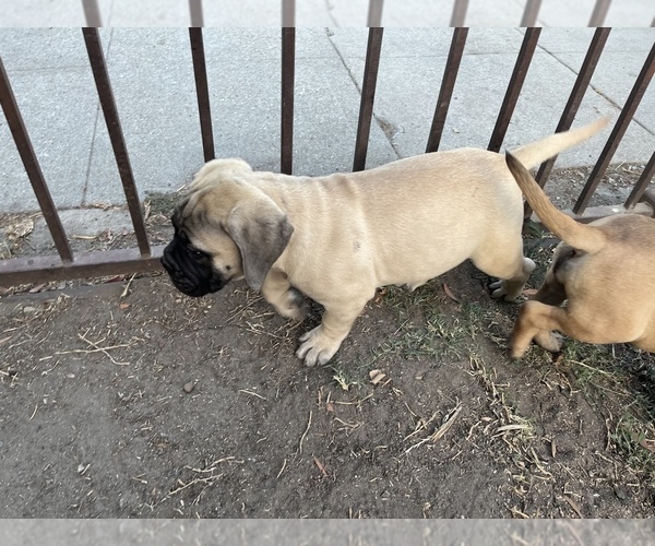 Medium Photo #81 Bullmastiff Puppy For Sale in LOS ANGELES, CA, USA