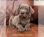 Small #1 Cane Corso