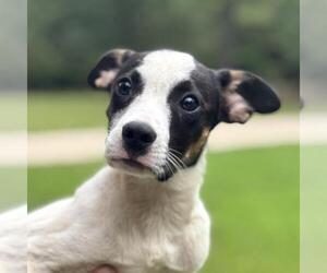 Labrenees Dogs for adoption in Yardley, PA, USA