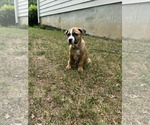 Small #6 Boxer-Staffordshire Bull Terrier Mix