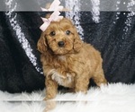 Puppy Ahri F1B Goldendoodle (Miniature)