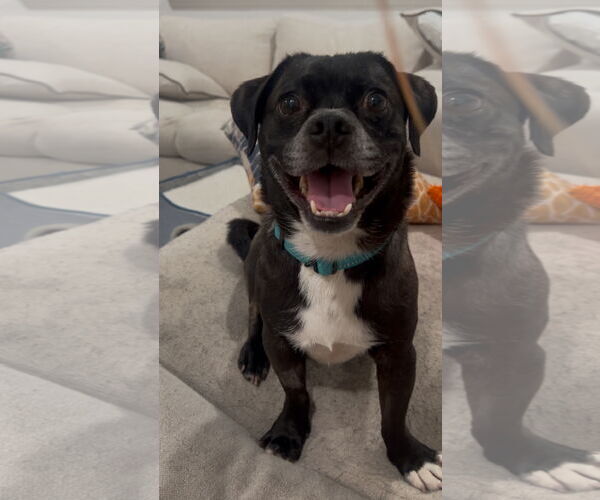 Medium Photo #3 Pug-Unknown Mix Puppy For Sale in San Diego, CA, USA