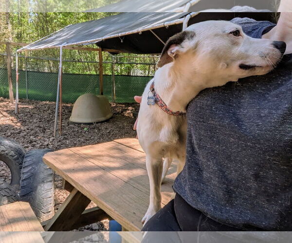 Medium Photo #3 Mutt Puppy For Sale in McCormick, SC, USA