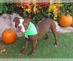 Small #1 American Bulldog Mix