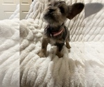 Small Photo #1 Miniature French Schnauzer Puppy For Sale in HOUSTON, TX, USA