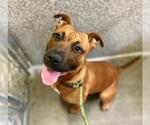 Small Chinese Shar-Pei Mix