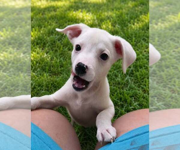 Medium Photo #4 Labrador Retriever-Unknown Mix Puppy For Sale in Oakhurst, NJ, USA