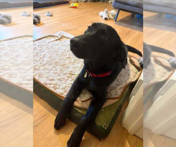 Medium Photo #4 Mutt Puppy For Sale in Candler, NC, USA