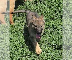German Shepherd Dog Puppy for sale in RIGA, MI, USA