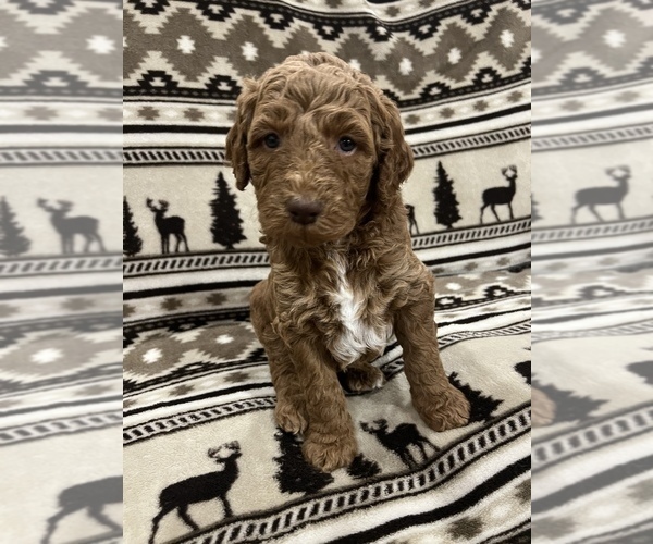 Medium Photo #1 Goldendoodle Puppy For Sale in LOWVILLE, NY, USA