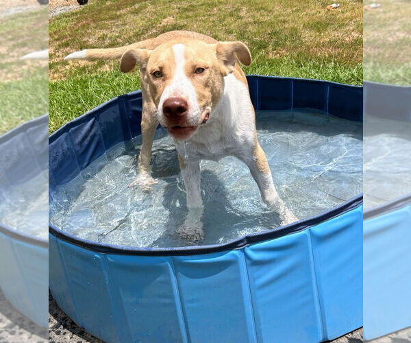 Medium Photo #6 American Pit Bull Terrier-Unknown Mix Puppy For Sale in Bryant, AR, USA
