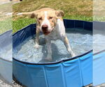 Small #5 American Pit Bull Terrier Mix