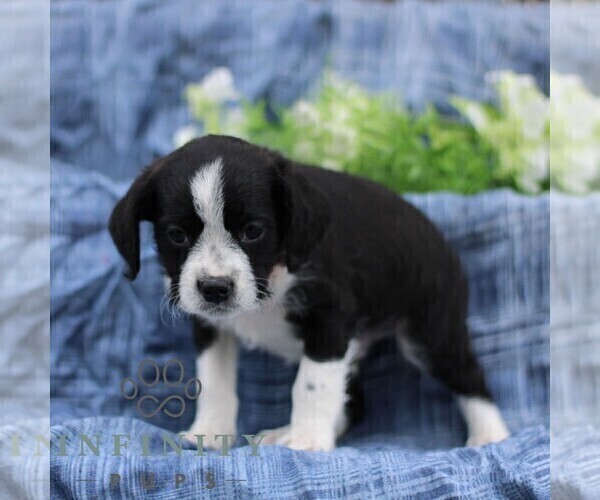 Medium Photo #3 Boston Terrier-Cock-A-Poo Mix Puppy For Sale in PORT ROYAL, PA, USA