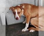 Small Staffordshire Bull Terrier Mix