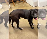 Small #2 Labrador Retriever Mix