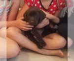Small Photo #2 Labrador Retriever Puppy For Sale in N TOPSAIL BCH, NC, USA