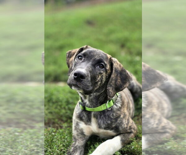 Medium Photo #1 Boxer-Unknown Mix Puppy For Sale in Aurora, IN, USA