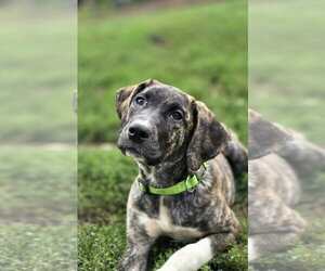 Boxer-Unknown Mix Dogs for adoption in Aurora, IN, USA