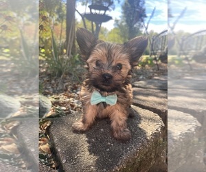 Yorkshire Terrier Puppy for Sale in FAIRLAND, Indiana USA