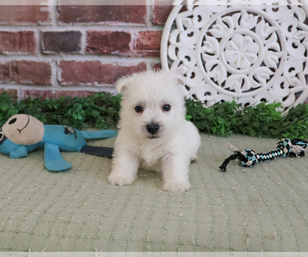 Medium Photo #5 West Highland White Terrier Puppy For Sale in SYRACUSE, IN, USA