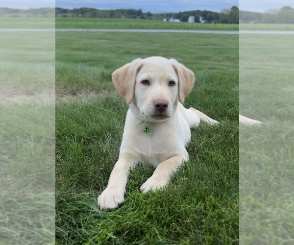 Medium Photo #1 Labrador Retriever Puppy For Sale in FREDERICKSBG, OH, USA