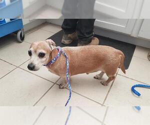 Dachshund Dogs for adoption in Ojai, CA, USA