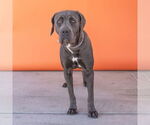 Small #1 Mastiff