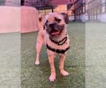DANTE - Male Border Terrier Dog for Adoption - Small photo