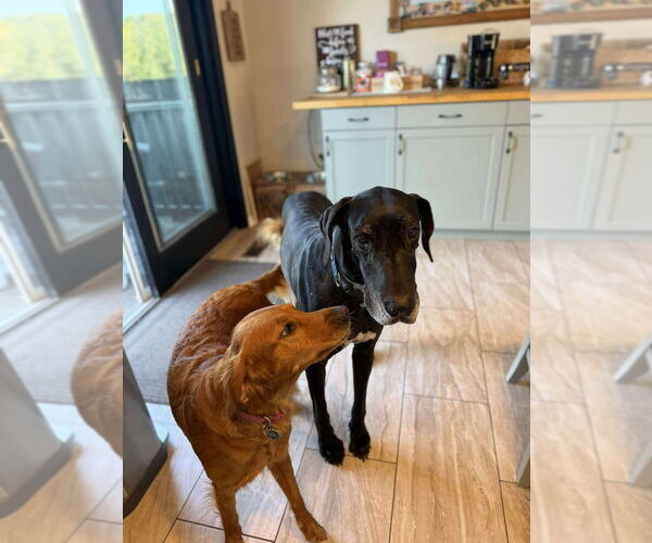 Medium Photo #6 Great Dane Puppy For Sale in Bullard, TX, USA