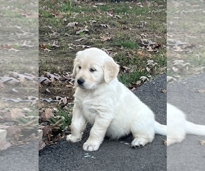 Golden Retriever Puppy for sale in DANIELSON, CT, USA