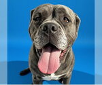 Small #1 Mastiff
