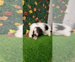 Small Photo #4 Miniature Bernedoodle Puppy For Sale in PISCATAWAY, NJ, USA