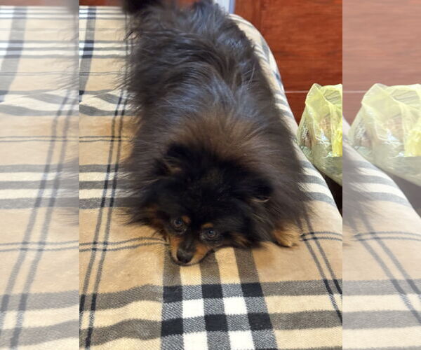 Medium Photo #2 Pomeranian Puppy For Sale in St. Louis Park, MN, USA
