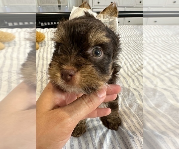 Medium Photo #2 Yorkshire Terrier Puppy For Sale in WEST HARTFORD, CT, USA