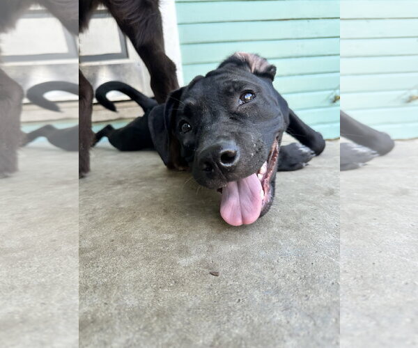 Medium Photo #1 American Pit Bull Terrier-Unknown Mix Puppy For Sale in Germantown, OH, USA