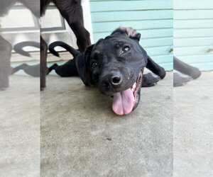 American Pit Bull Terrier-Unknown Mix Dogs for adoption in Germantown, OH, USA