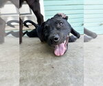 Dollop - Female American Pit Bull Terrier-Unknown Mix Dog for Adoption - Small photo