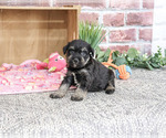 Small Photo #10 Schnauzer (Miniature) Puppy For Sale in SYRACUSE, IN, USA