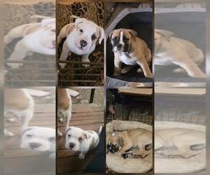 American Bulldog-English Bulldog Mix Litter for sale in DAPHNE, AL, USA