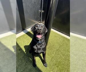 Labrador Retriever Dogs for adoption in San Martin, CA, USA