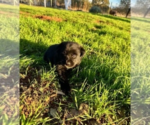 English Cream Golden Retriever-Shiba Inu Mix Puppy for sale in OROVILLE, CA, USA