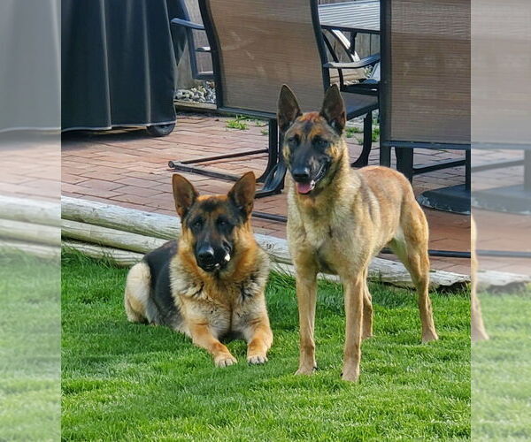 Medium Photo #5 German Malinois Puppy For Sale in MEAD, WA, USA